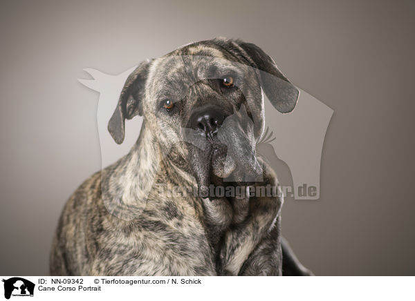 Cane Corso Portrait / Cane Corso Portrait / NN-09342