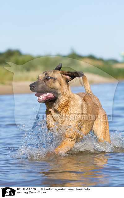 rennender Cane Corso / running Cane Corso / IF-11770