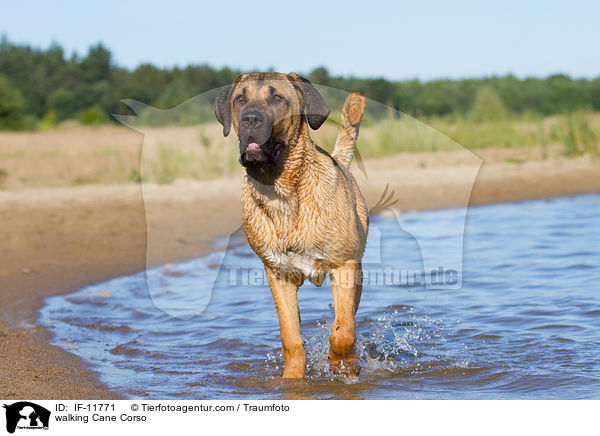 laufender Cane Corso / walking Cane Corso / IF-11771
