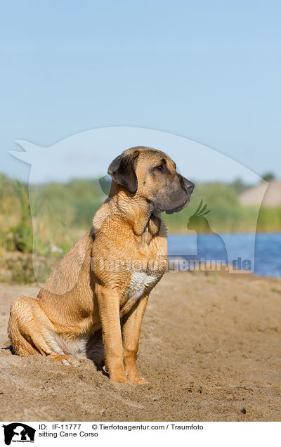 sitzender Cane Corso / sitting Cane Corso / IF-11777