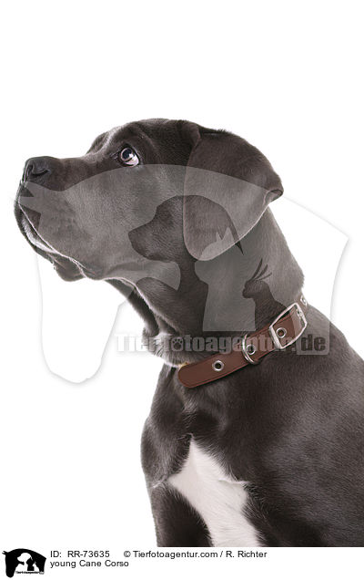 junger Cane Corso / young Cane Corso / RR-73635