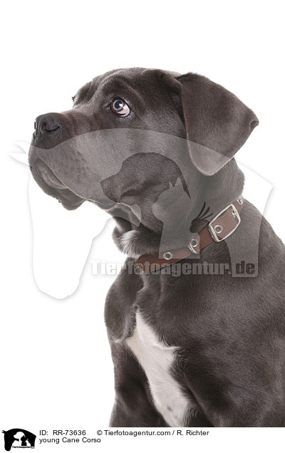 junger Cane Corso / young Cane Corso / RR-73636