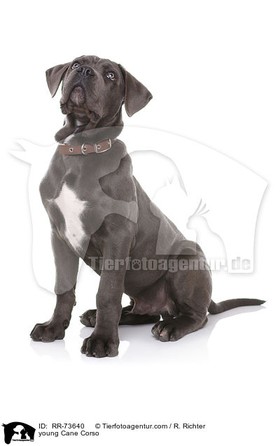 junger Cane Corso / young Cane Corso / RR-73640