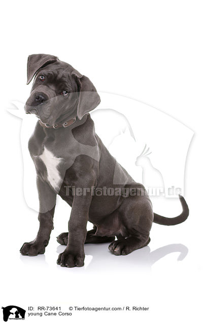 junger Cane Corso / young Cane Corso / RR-73641