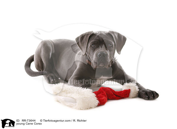 junger Cane Corso / young Cane Corso / RR-73644