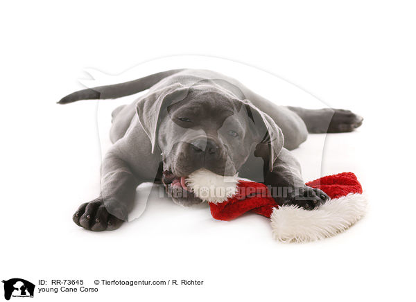 junger Cane Corso / young Cane Corso / RR-73645