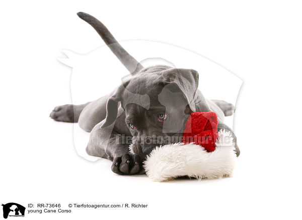 junger Cane Corso / young Cane Corso / RR-73646