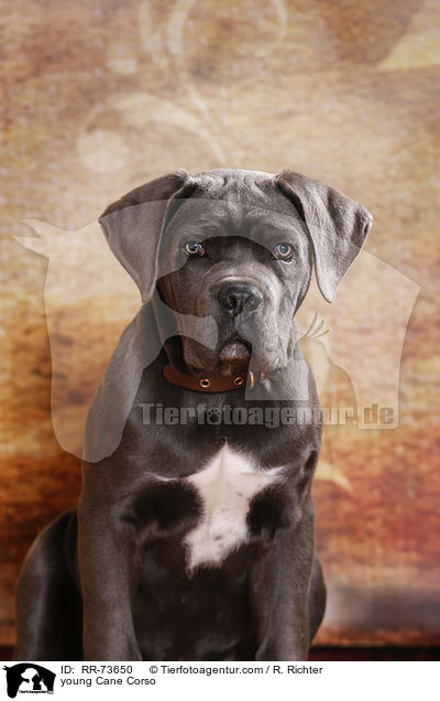 junger Cane Corso / young Cane Corso / RR-73650