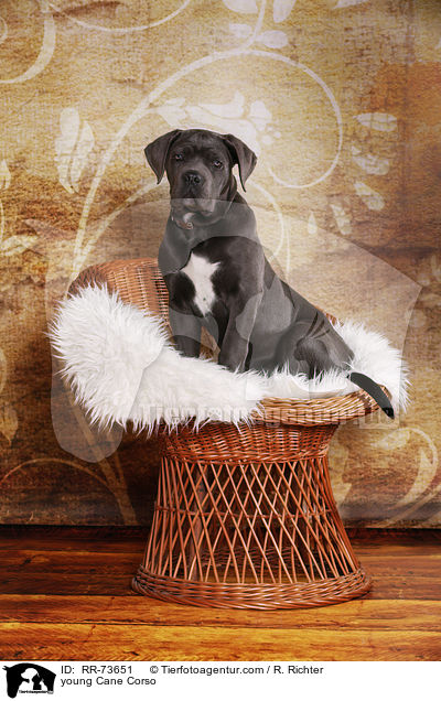 junger Cane Corso / young Cane Corso / RR-73651