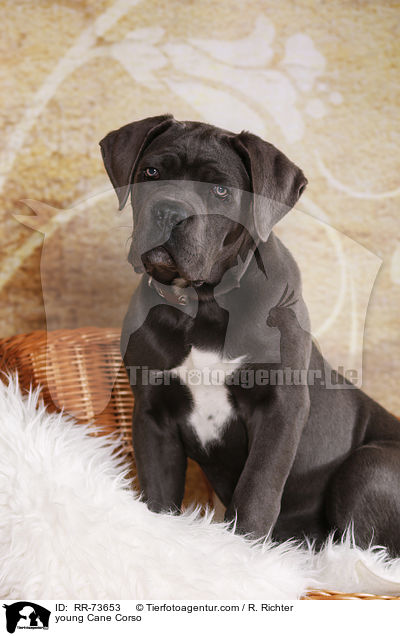 junger Cane Corso / young Cane Corso / RR-73653