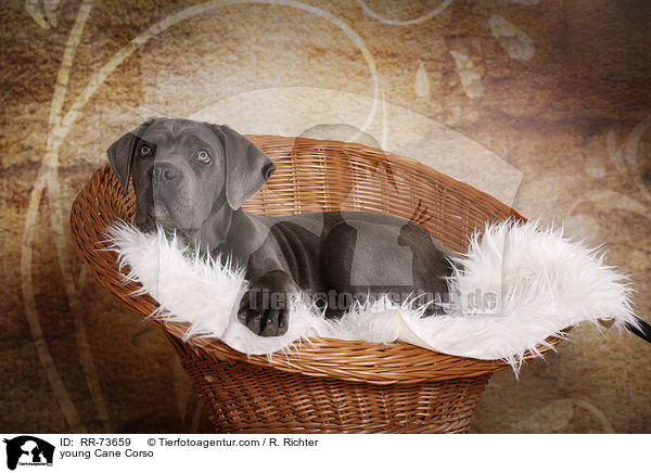 junger Cane Corso / young Cane Corso / RR-73659