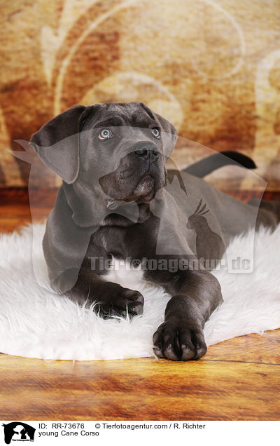 junger Cane Corso / young Cane Corso / RR-73676