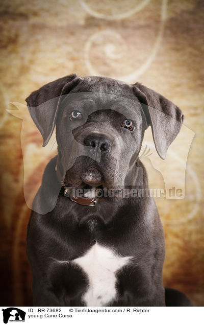 junger Cane Corso / young Cane Corso / RR-73682
