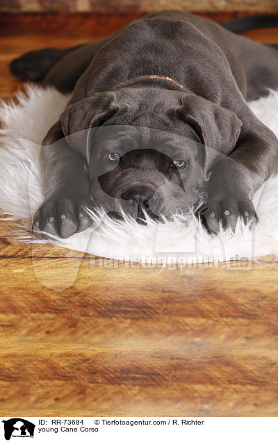 junger Cane Corso / young Cane Corso / RR-73684