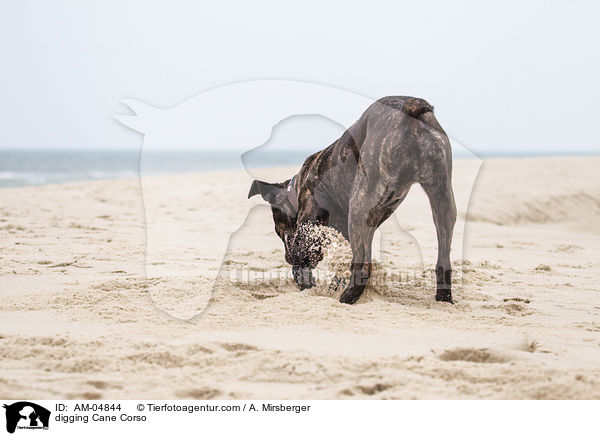 buddelnder Cane Corso / digging Cane Corso / AM-04844