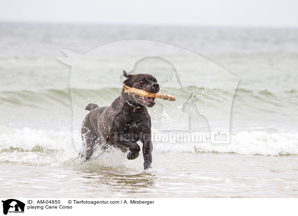 spielender Cane Corso / playing Cane Corso / AM-04850