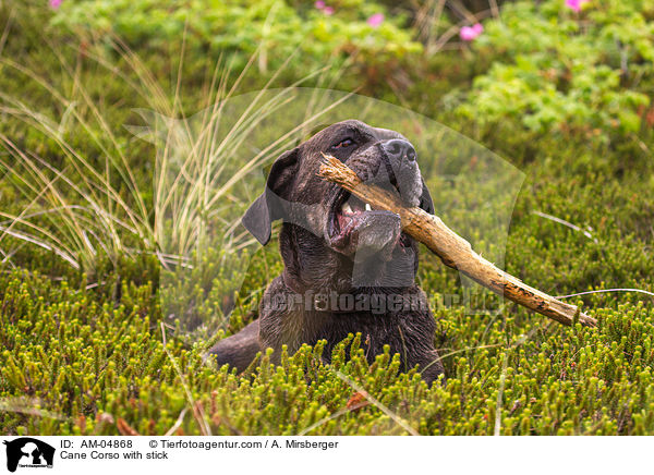 Cane Corso mit Stock / Cane Corso with stick / AM-04868