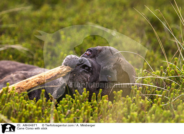 Cane Corso mit Stock / Cane Corso with stick / AM-04871