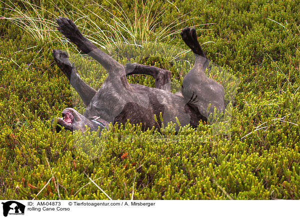 Cane Corso wlzt sich / rolling Cane Corso / AM-04873
