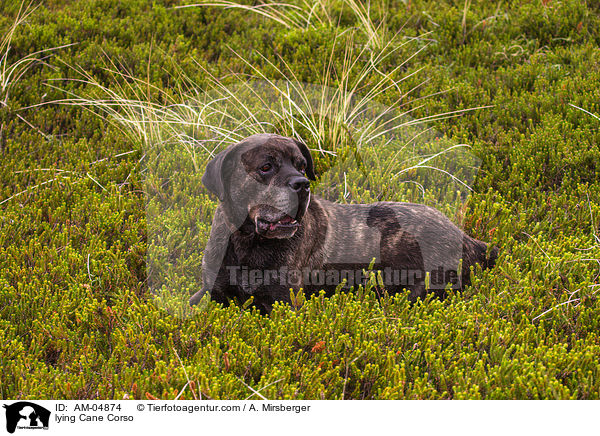 liegender Cane Corso / lying Cane Corso / AM-04874