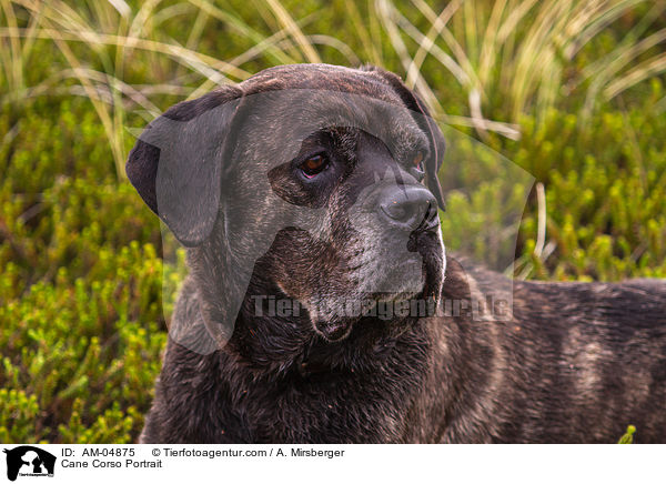 Cane Corso Portrait / Cane Corso Portrait / AM-04875