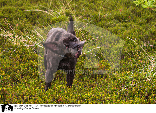 Cane Corso schttelt sich / shaking Cane Corso / AM-04876