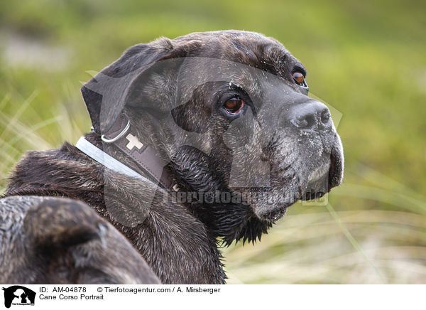 Cane Corso Portrait / Cane Corso Portrait / AM-04878