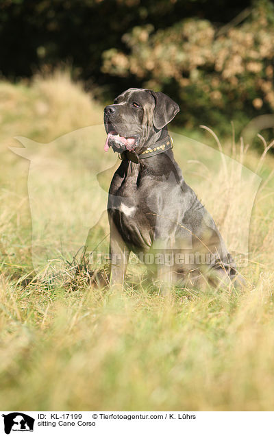 sitzender Cane Corso / sitting Cane Corso / KL-17199