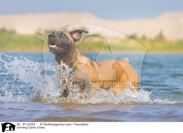 running Cane Corso / IF-12353
