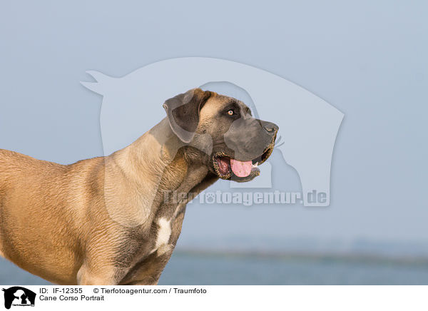 Cane Corso Portrait / Cane Corso Portrait / IF-12355
