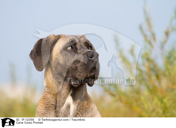Cane Corso Portrait / Cane Corso Portrait / IF-12358