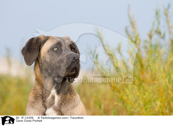 Cane Corso Portrait / Cane Corso Portrait / IF-12359