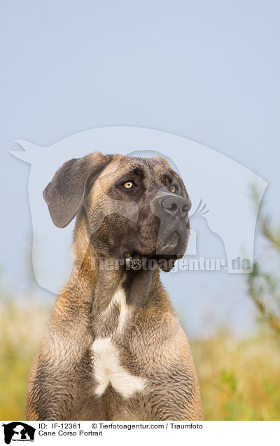 Cane Corso Portrait / Cane Corso Portrait / IF-12361