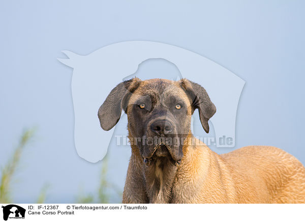 Cane Corso Portrait / Cane Corso Portrait / IF-12367