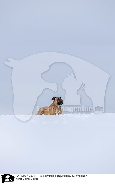 lying Cane Corso / MW-13371