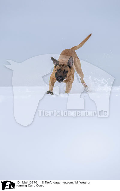 running Cane Corso / MW-13376