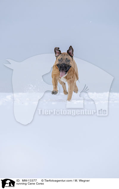 running Cane Corso / MW-13377