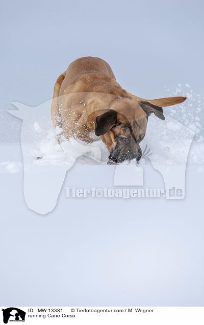 running Cane Corso / MW-13381