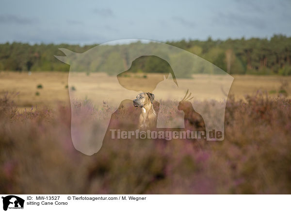sitzender Cane Corso / sitting Cane Corso / MW-13527