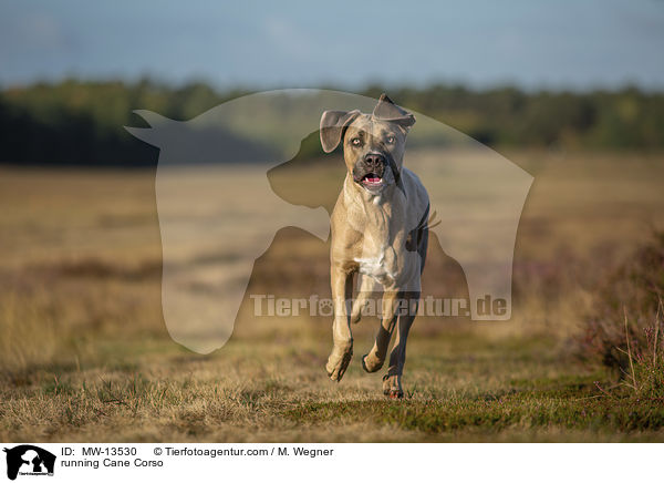 rennender Cane Corso / running Cane Corso / MW-13530