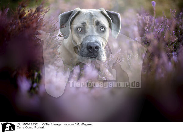 Cane Corso Portrait / Cane Corso Portrait / MW-13532