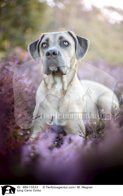 liegender Cane Corso / lying Cane Corso / MW-13533