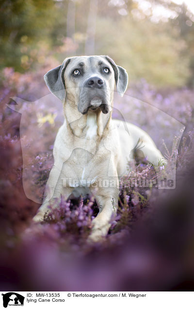 liegender Cane Corso / lying Cane Corso / MW-13535