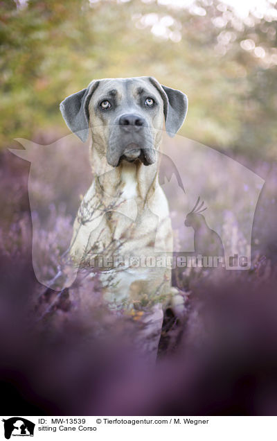 sitzender Cane Corso / sitting Cane Corso / MW-13539