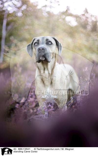 stehender Cane Corso / standing Cane Corso / MW-13541