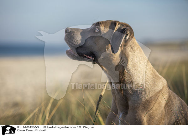 Cane Corso Portrait / Cane Corso Portrait / MW-13553