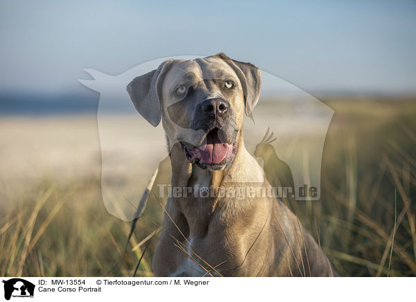 Cane Corso Portrait / Cane Corso Portrait / MW-13554