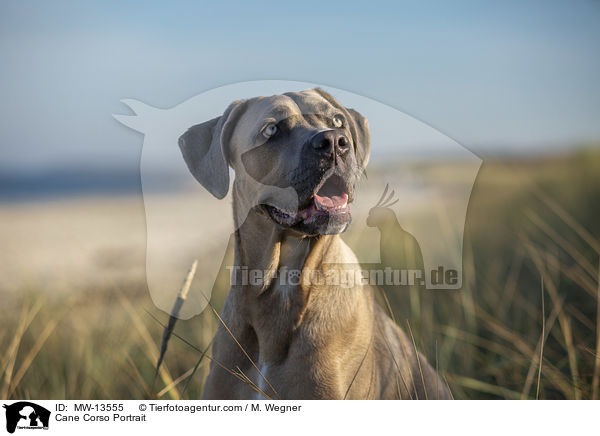 Cane Corso Portrait / Cane Corso Portrait / MW-13555