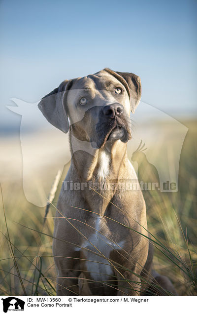 Cane Corso Portrait / Cane Corso Portrait / MW-13560