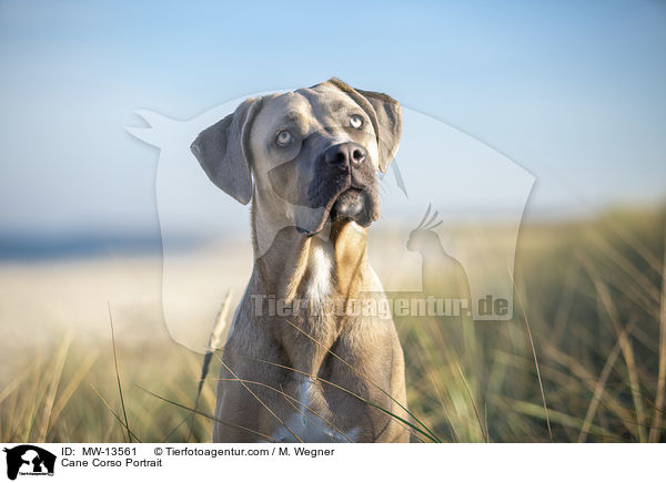 Cane Corso Portrait / Cane Corso Portrait / MW-13561